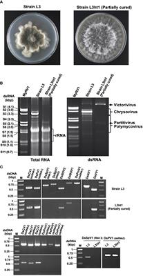 Mycovirus Hunting Revealed the Presence of Diverse Viruses in a Single Isolate of the Phytopathogenic Fungus <mark class="highlighted">Diplodia</mark> seriata From Pakistan